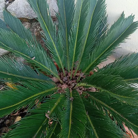 Dinocamp Venkovský dům