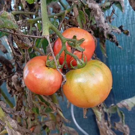 Dinocamp Country house