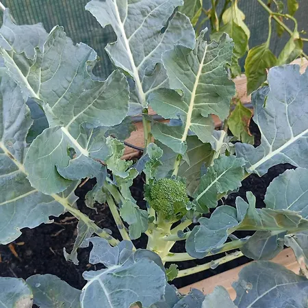 Country house Dinocamp *